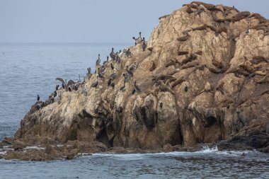 Kaliforniya 'nın batı kıyısındaki Pasifik Okyanusu' ndaki kayalar dinlenme ve uyuyan deniz aslanları ve kahverengi pelikanlarla dolu.