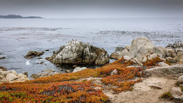 Beautiful ocean view, along the 17 mile drive on the west coast in california, with hottentot figs and rocks with pelicans in the sea in the foreground