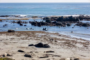 Kaliforniya sahilinde Pasifik Okyanusu 'nda oynayan ve savaşan deniz filleri, sudaki kayalarda gelgit suları, 1. Higway boyunca Büyük Sur