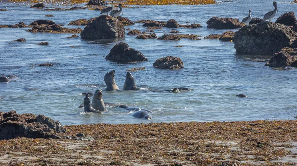 在加利福尼亚海岸的太平洋上 海象在玩耍和战斗 潮水在水里的岩石上 沿着南大路上 — 图库照片