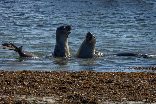 Seeelefanten Spielen Und Kämpfen Pazifischen Ozean Der Kalifornischen Küste Mit — Stockfoto