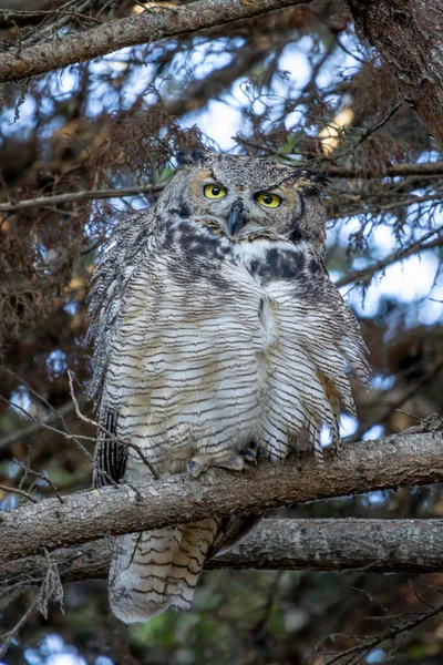 The great horned owl sitting on a branch, also known as the tiger owl, or the hoot owl, is a large owl native to the Americas