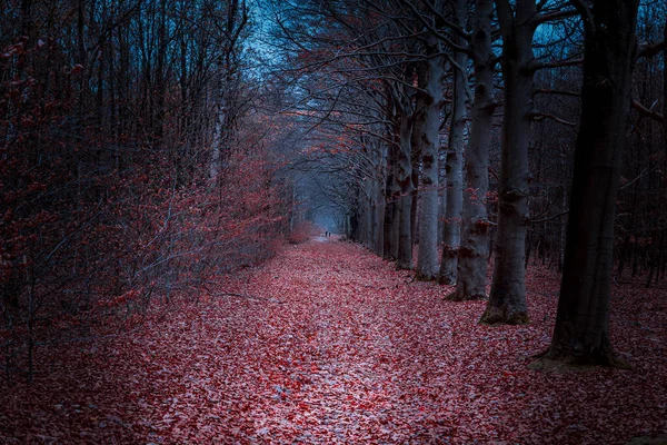 オレンジ色の秋の色を持つ暗い森を通って冬のドレンテ州のPieterpadを歩くと Pieterpadはオランダ中を501キロ歩く — ストック写真
