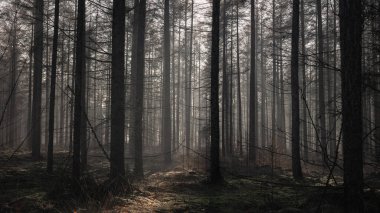 In the woods of Forestry Sleenerzand with long straight conifers on a cold damp sunny winter day, walking on the so-called Pieterpad, province of Drenthe, the Netherlands