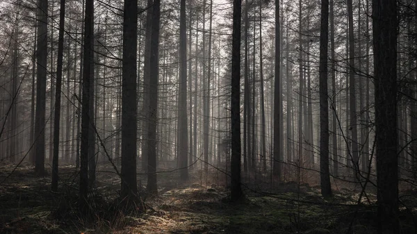 In the woods of Forestry Sleenerzand with long straight conifers on a cold damp sunny winter day, walking on the so-called Pieterpad, province of Drenthe, the Netherlands