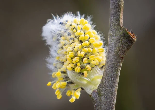 Krásné Žluté Kvítky Vrbovém Stromě Jaře Provincie Overijssel Nizozemsko — Stock fotografie