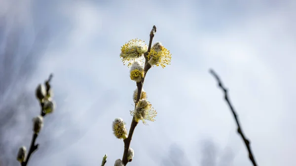 Catkins Bunga Kuning Yang Indah Pada Pohon Willow Awal Musim — Stok Foto