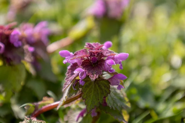 Красивые Фиолетовые Цветы Мертвой Крапивы Называли Латыни Lamium Purpureum Вдалеке — стоковое фото
