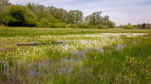 Marsh Soil Peat Floring Plants Lots Green Nature Reserve Town — Φωτογραφία Αρχείου