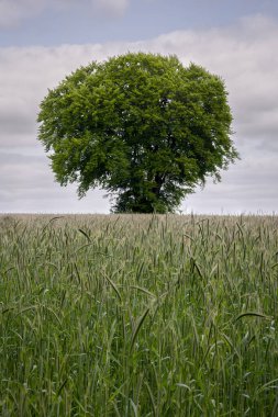 The not yet ripe rye on a piece of farmland near the so-called 'teutoburger wald' A beautiful nature reserve near the town of Tecklenburg