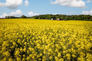 Almanya 'nın Tecklenburg kenti yakınlarındaki tepelik arazide kolza tohumu ve parlak sarı çiçekleri olan güzel tarım arazileri
