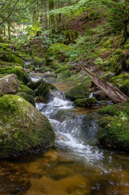Fransız Vosges 'de yeşil doğa, taze yeşil yosun, akan su ve şelaleler, fotoğraf Xonrupt-Longemer kasabasının yakınlarındaki' charlemagne çağlayanı 'nda çekildi.