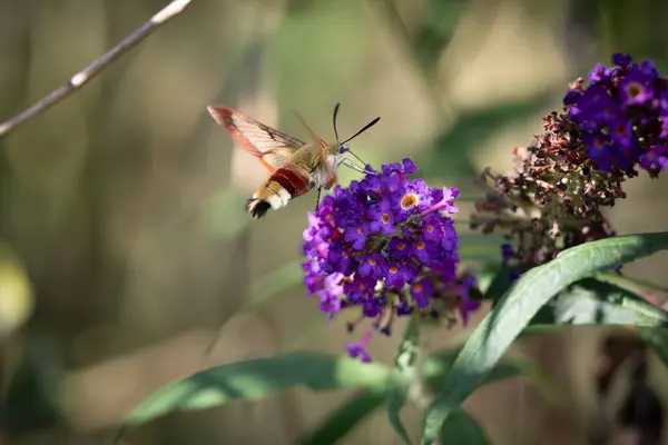 Geniş Kenarlı Arı Şahini Kelebek Çalılarının Çiçeklerinden Nektarı Çıkarmak Için — Stok fotoğraf