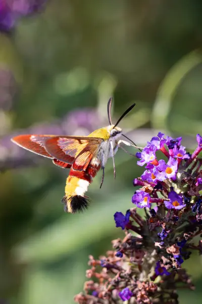 Szerokopasmowy Jastrząb Pełnym Locie Aby Wyodrębnić Nektar Kwiatu Krzewu Motyla — Zdjęcie stockowe