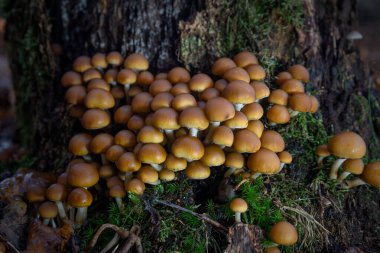 Hollanda'da sonbahar aylarında büyüyen ormanda kükürt tuft mantar, il Drenthe yakındaki Ruinen