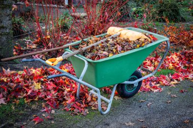 Bahçedeki parlak renkli sonbahar yapraklarını tırmıkla temizliyor ve Hollanda 'da bir el arabasıyla topluyor.