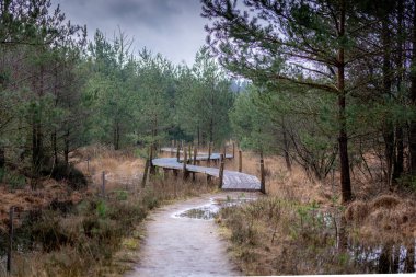 Hollanda 'nın Drenthe eyaletindeki Dwingeloo Ulusal Parkı' ndaki ormanların ilkbaharında, turba rengi bataklıkların üzerindeki meşhur tahta yol.