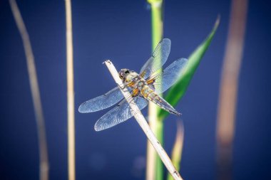 The four-spotted dragonfly is a common dragonfly in Europe with translucent mesh wings and a yellow-brown colored body clipart