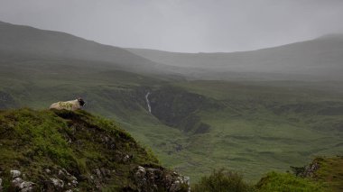 Peri Glen 'in koyunlarının bulunduğu sihirli yeşil tepeler bulutlu bir günde İskoçya' daki Skye Yarımadası 'nda bulunan' Ewan Kalesi 'adlı kaya formasyonuyla
