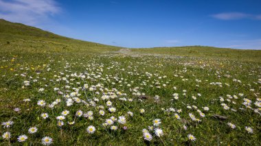 İskoçya, Gazap Burnu yakınlarındaki tepelik arazinin yeşil çimlerinde papatya dolu tarlalar.