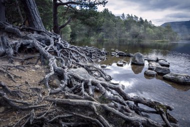 The many mysterious tree roots in Loch an Eilein in the northwest of Scotland in the forest called Rothiemurchus, in the Cairngorms nature park clipart