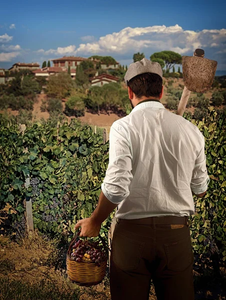 回头看一个拿着一篮子葡萄的年轻农夫 农艺学工作者站在葡萄园里 — 图库照片