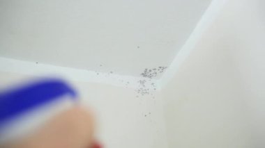 Anti-mould spray in the corner with the ceiling for mold removal.