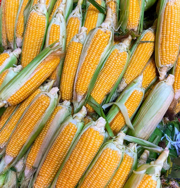 Stos Świeżych Organicznych Kolb Kukurydzy Zielonymi Liśćmi Sprzedawanymi Rynku — Zdjęcie stockowe