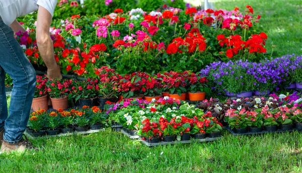Frühjahrspflanzen Und Blumen Auf Grünem Rasen — Stockfoto