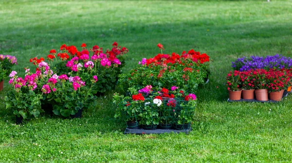 Display Spring Plants Flowers Green Lawn — Stock Photo, Image