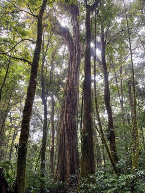 Rezervuar Bulut Ormanı Biyoloca Bosque Nuboso Monteverde, Kosta Rika