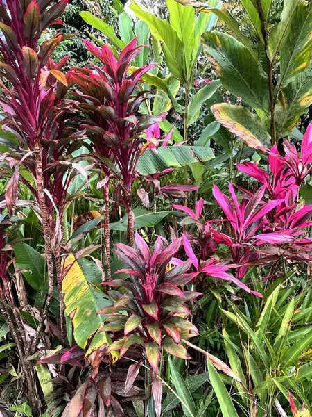 Una Planta Con Hojas Color Rojo Brillante Cordyline Fruticosa Rubra —  Fotos de Stock