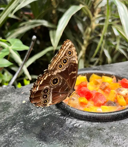 Beautiful Brown Tropical Butterfly Morpho Menelaus Didius Eating Fruits Botanic — Stock Photo, Image