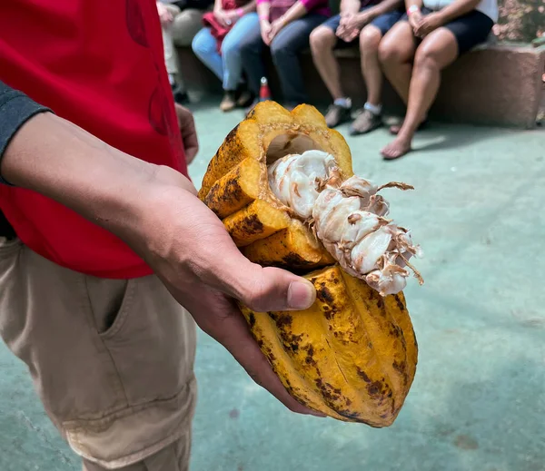 Olgun Kakao Meyvesi Kakao Çekirdekleri Onlardan Alınıp Kızartılıyor — Stok fotoğraf
