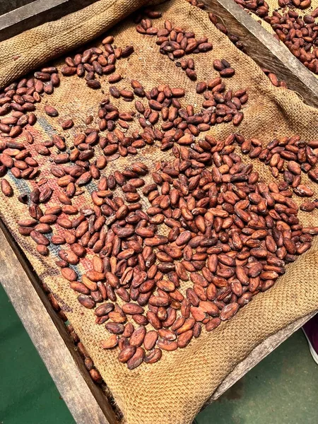 Ψητά Φασόλια Κακάο Έτοιμα Για Την Παρασκευή Σοκολάτας Κόστα Ρίκα — Φωτογραφία Αρχείου