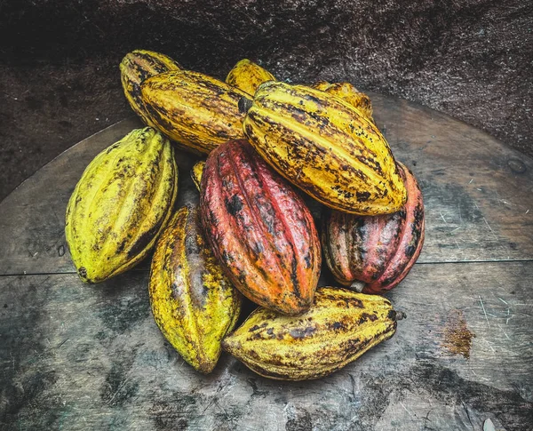 Dojrzałe Owoce Kakaowe Ziarno Kakaowe Jest Nich Ekstrahowane Następnie Pieczone — Zdjęcie stockowe