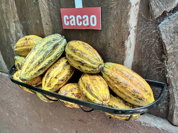 Rijp Cacaovruchten Cacaobonen Worden Eruit Geëxtraheerd Dan Geroosterd — Stockfoto