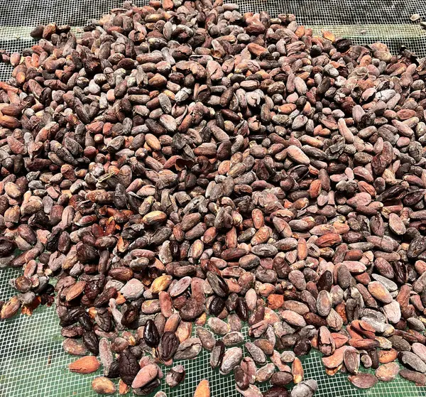 Frijoles Cacao Tostados Listos Para Hacer Chocolate Costa Rica — Foto de Stock