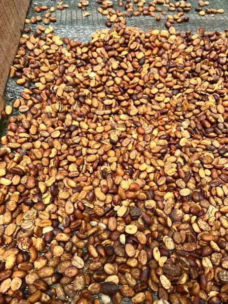Frissen Szárított Kávébab Egy Latin Amerikai Farmon Pörkölésre Készen — Stock Fotó