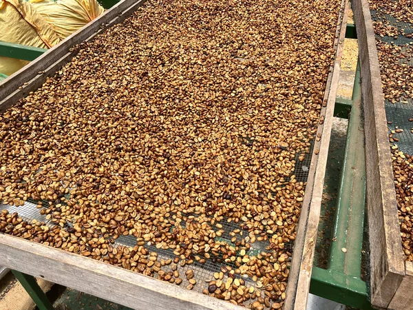 Friske Tørkede Kaffebønner Gård Latin Amerika Klar Til Bli Stekt – stockfoto