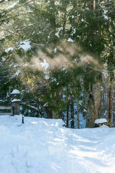Snowy Bergpad Met Besneeuwde Bomen Rechtenvrije Stockfoto's