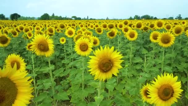 Champ Tournesols Pleine Floraison Printanière Avec Pollinisation Des Abeilles — Video