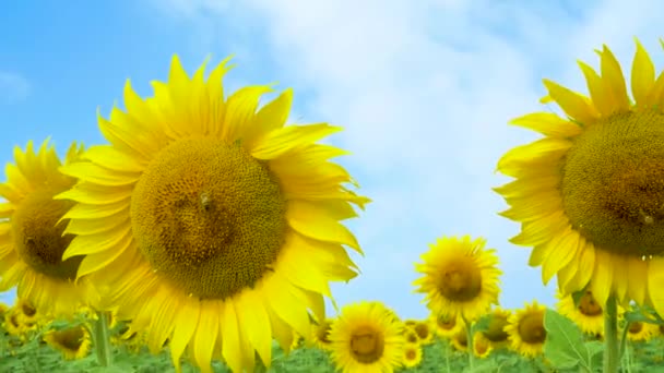 Fält Solrosor Full Blomma Med Pollinering — Stockvideo