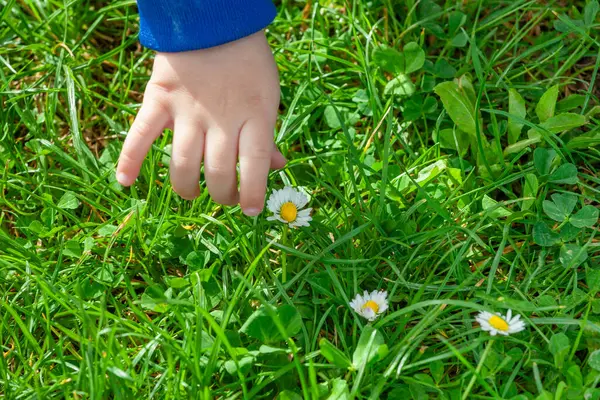 緑の草の間でデイジーに達する若い子供の手のクローズアップ ストック写真