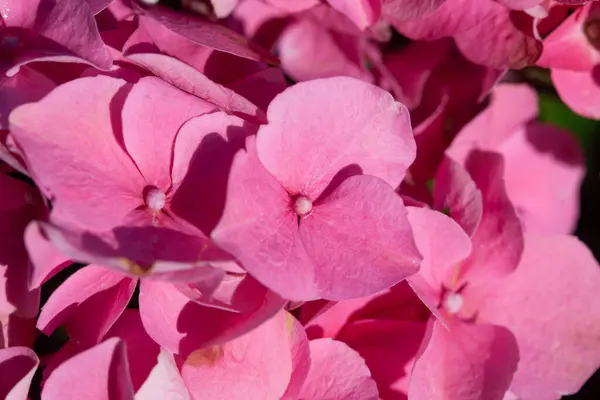 Detail Aus Rosa Hortensien Blüten Hydrangea Macrophylla Stockfoto