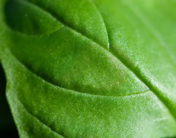 Macro Basil Leaf Aromatic Herb Used Extensively Cooking Royalty Free Stock Images