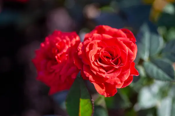 Деталь Дитячих Троянд Вирощених Відкритому Повітрі Стокове Фото