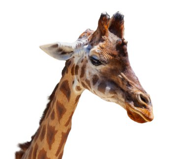 Ayrıntılı kürk desenli bir zürafanın yakın plan fotoğrafı, temiz beyaz bir arkaplanda izole edilmiş, eğitim amaçlarına uygun.