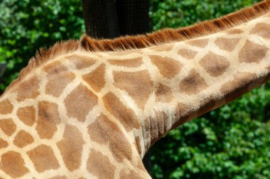 Bir zürafanın boynundaki ve cildindeki benzersiz deseni gösteren detaylı fotoğraf, güneş ışığı altında doğanın karmaşık tasarımlarını vurguluyor.