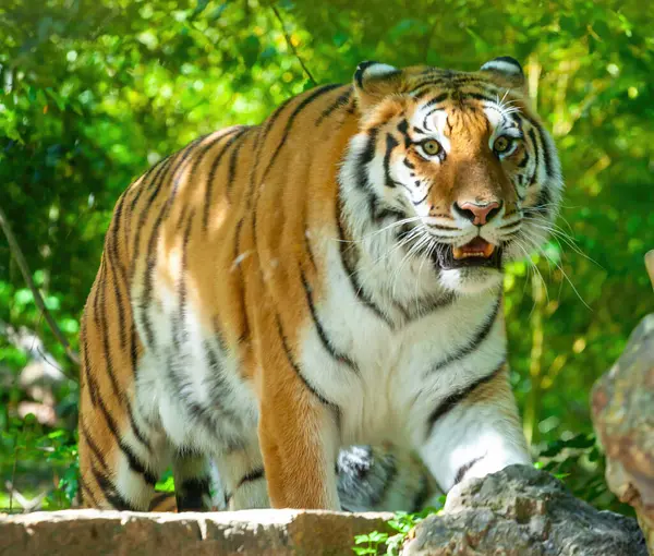 stock image Striking siberian tiger prowling with intense gaze in a lush green forest, exhibiting natural beauty and wildlife grandeur